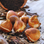 10 Tulip Bulbs for Spring Planting, Mix Rembrandt Large Tulip Bulbs for Fall Planting, Flower Bulbs