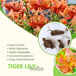 10 Turks Cap Lily Bulbs, Tiger Lily Bulbs with Vibrant Orange Blooms, Hardy Perennial Flowers