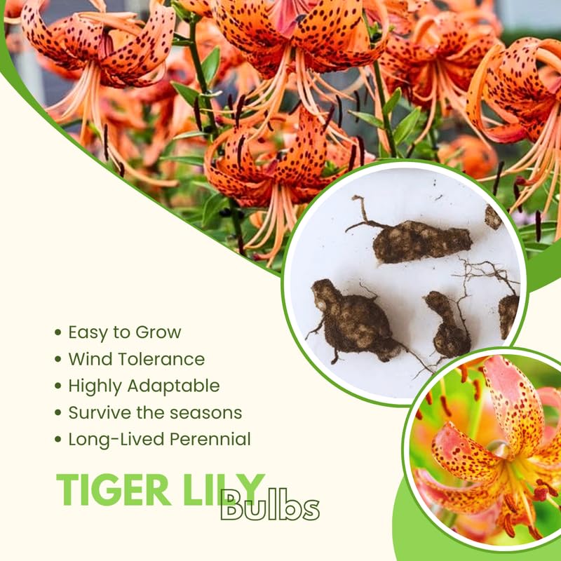 10 Turks Cap Lily Bulbs, Tiger Lily Bulbs with Vibrant Orange Blooms, Hardy Perennial Flowers