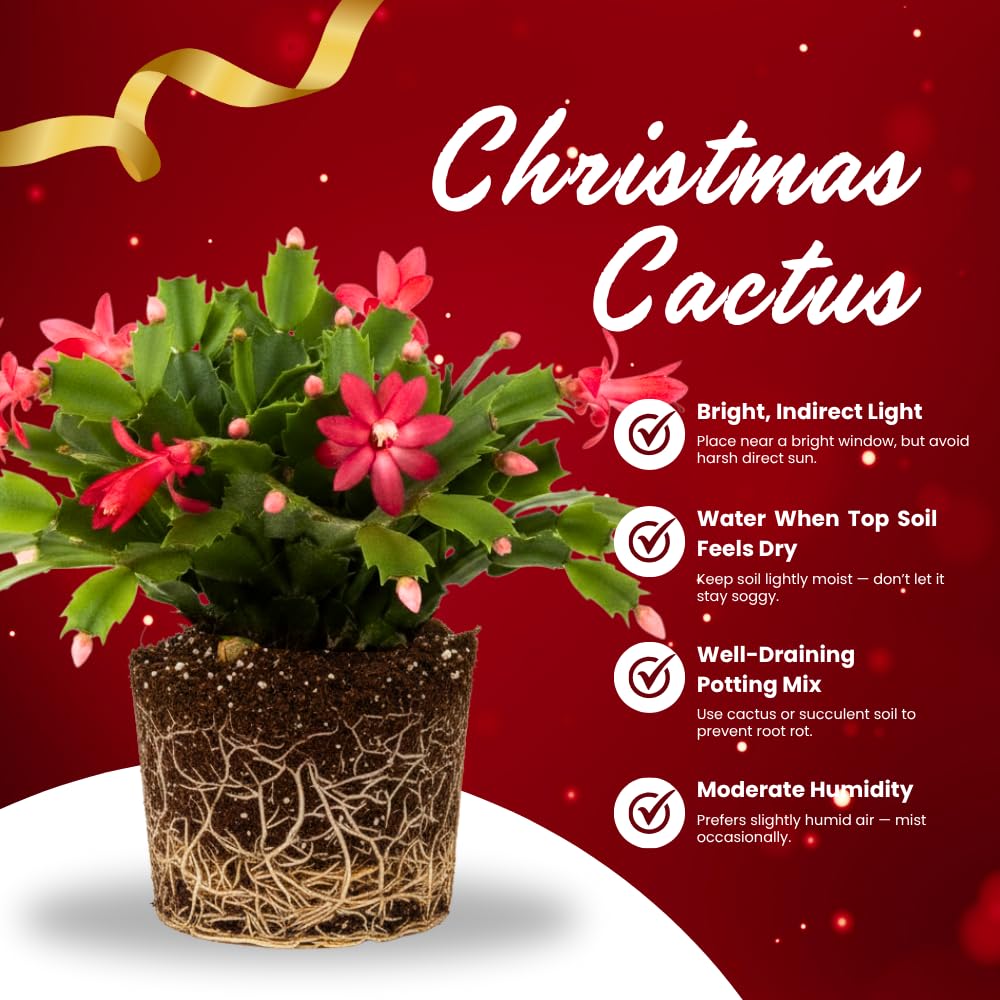 Christmas Cactus Plant, Thanksgiving Cactus in 4” Pot, Colorful Holiday Blooms, Indoor Gardens Growing (Red Christmas Cactus)