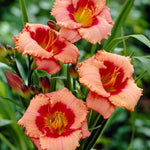 Set 10 Strawberry Daylily Bulbs for Planting, Hardy Perennial Lily Roots for Colorful Summer Blooms
