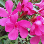 Set of 2 Oleander Plants Live, Live Pink Oleander Plant, 4 to 6 Inc Tall, Pink Oleander Live Plant, Shrub Plant for Gardening Outdoor Indoor