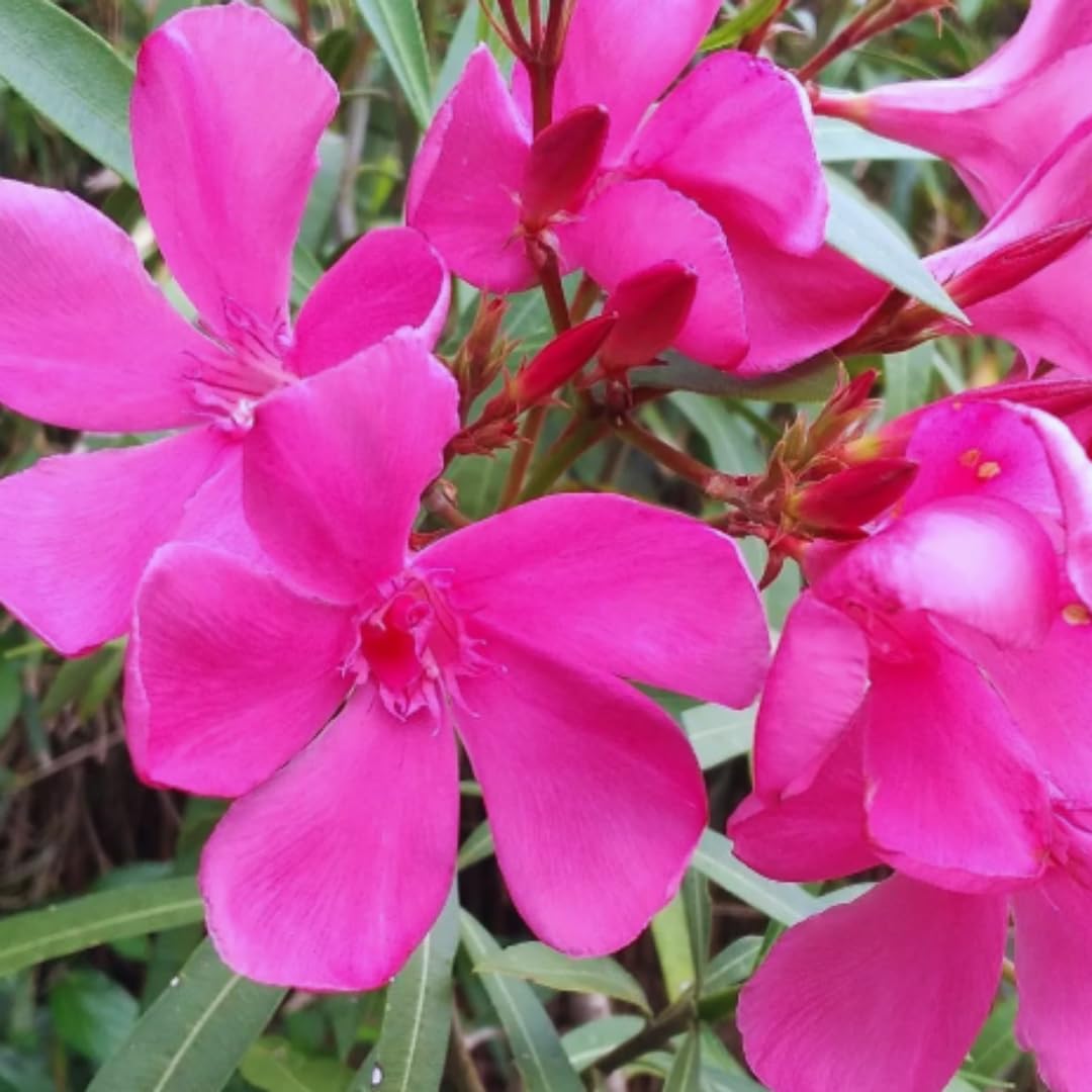 Set of 2 Oleander Plants Live, Live Pink Oleander Plant, 4 to 6 Inc Tall, Pink Oleander Live Plant, Shrub Plant for Gardening Outdoor Indoor