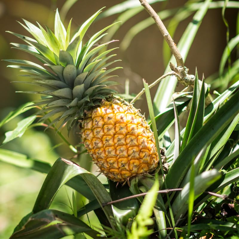 2 Pineapple Plants Live 4 to 7 Inch Tall, Sweet Pineapple Trees Live Plants, Cold Hardy Pineapple Fruit Trees (Elite Gold Pineapple)