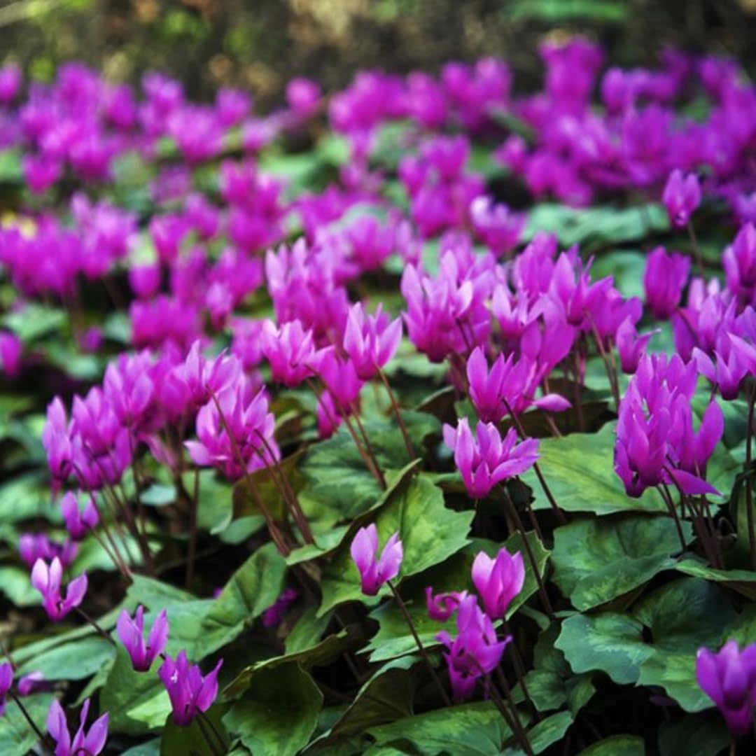 Purple Cyclamen Plant Live, Flowering Houseplant, 4" Pot