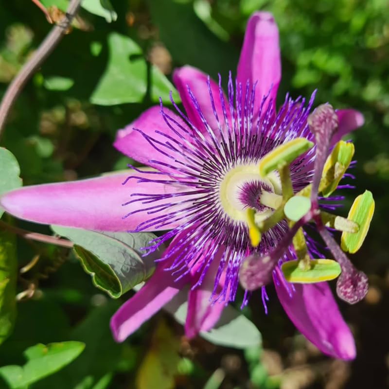 Pack 2 Passion Flower Plants Live, Passiflora Vine Well-Rooted, 5-7 Inch Tall Climbing Vine for Garden Trellises and Fences, No Pot (Lavender Passion Flower)