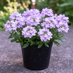 Set of 2 Light Lavender Verbena Plant Live, Light Purple Verbena Live Plant, Purple Flower, 5-7 Inches in Height for Planting