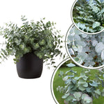 Baby Blue Eucalyptus Plant Live Indoor, Cold Hardy Eucalyptus Tree Live Plant and Fragrant Foliage, Starter Plants from 4 to 7 Inches Tall