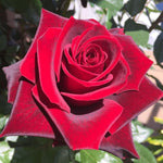 Red Rose Live Plant, Rose Bush Ready to Plant Well Rooted 5-9 Inch Tall, Heirloom Rose Flowers, No Pot