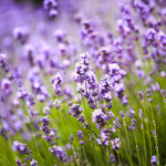 Pack 4 Lavender Plants Live, Lavandula Perennial Plants, 4-8" Height, Fragrant Perennial Flowers, No Pot (Purple Lavender)