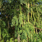 Moringa Tree Plant Live in 4 Inch Pot, Moringa Oleifera Drumstick Tree, Malunggay Trees Live Plants for Planting, 2 Plants per Pot