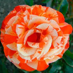 Climbing Rose Live Plant, 6 Months Old Starter, Fragrant Purple Climbing Roses for Planting Outdoor, No Pot (Dark Night)