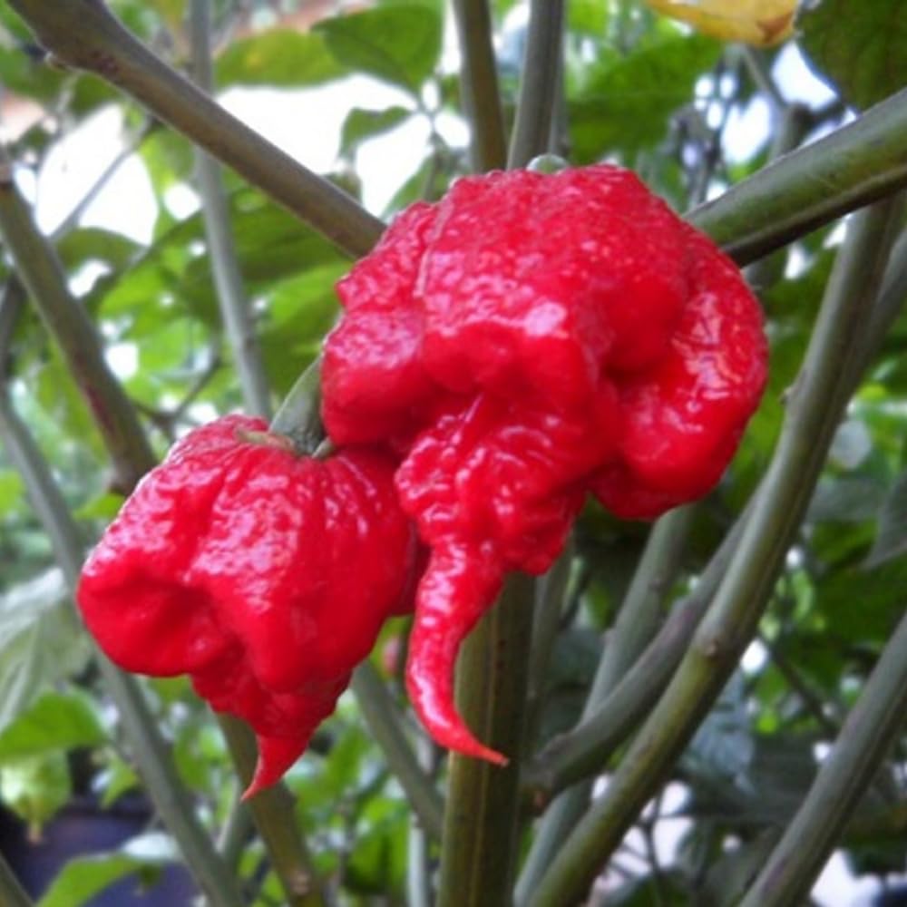 Set 2 Carolina Reaper Pepper Chili Plants, Hot Red Peppers Plant Live, 120 Days Old Pepper for Planting