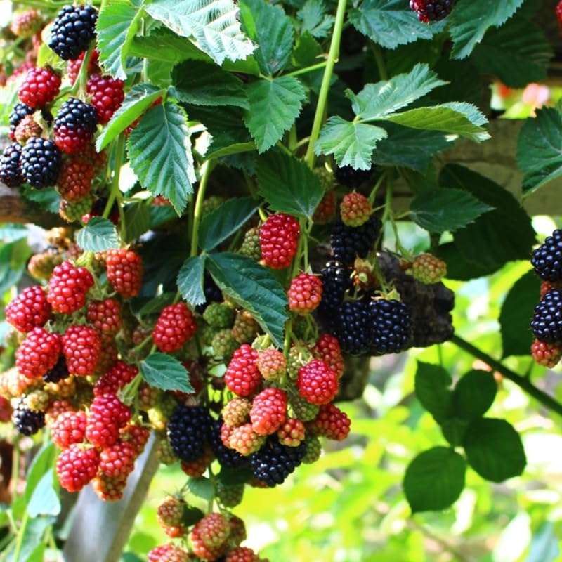 2Pcs Thornless BlackBerry Plants Live for Planting, BlackBerry Bushes Trees, 5 to 8 Inches Tall, Blackberries Fruit Well-Rooted (Osage BlackBerry)