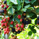 Pack 4 Thornless BlackBerry Plants Live, BlackBerry Bushes Live Plant, 5 to 8" Tall, Blackberries Fruit Trees Outdoor (Osage BlackBerry)