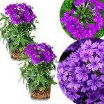 2 Purple Verbena Plants Live, Perennial Ground Cover or Trailing Bushes Shrubs, 5-9 Inches Tall, Verbena Flower for Planting