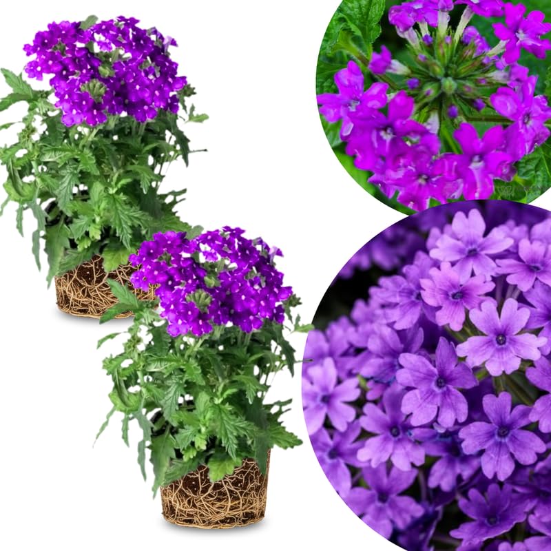 2 Purple Verbena Plants Live, Perennial Ground Cover or Trailing Bushes Shrubs, 5-9 Inches Tall, Verbena Flower for Planting