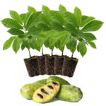1 Paw Paw Tree Live Plant, Pawpaw Seedling Plants, 1 Year Old 6-15" Well Rooted, Common Pawpaw Asimina Triloba, No Leaf in Winter