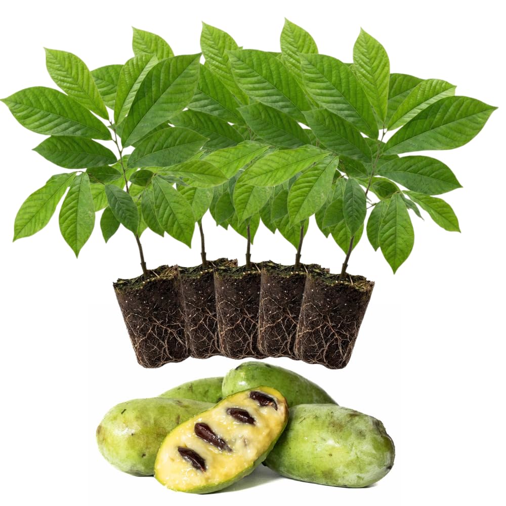 1 Paw Paw Tree Live Plant, Pawpaw Seedling Plants, 1 Year Old 6-15" Well Rooted, Common Pawpaw Asimina Triloba, No Leaf in Winter