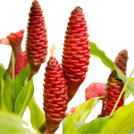 10 to 15 Shampoo Ginger Live Rhizomes Plant, 1 Lb Fresh Awapuhi Red Ginger Rhizomes Roots, Zerumbet Pinecone Zingiber Ginger Lily, Cold Hardy