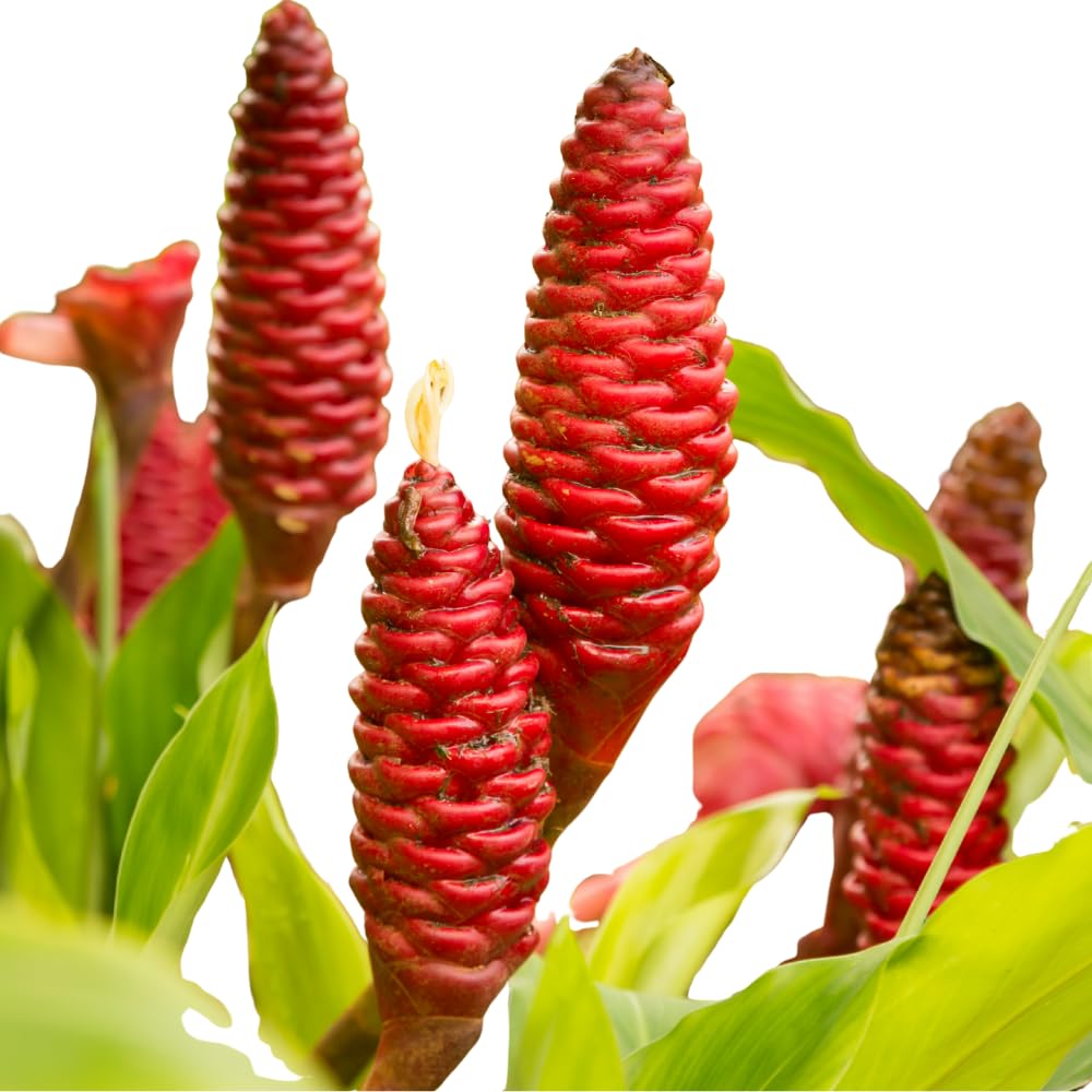 10 to 15 Shampoo Ginger Live Rhizomes Plant, 1 Lb Fresh Awapuhi Red Ginger Rhizomes Roots, Zerumbet Pinecone Zingiber Ginger Lily, Cold Hardy