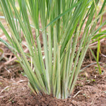 Pack 5 Lemongrass Live Plants, 5-7 Inch Height, Lemongrass Herbs Stalks Well-Rooted, Tropical Grass Plants for Planting Outdoor