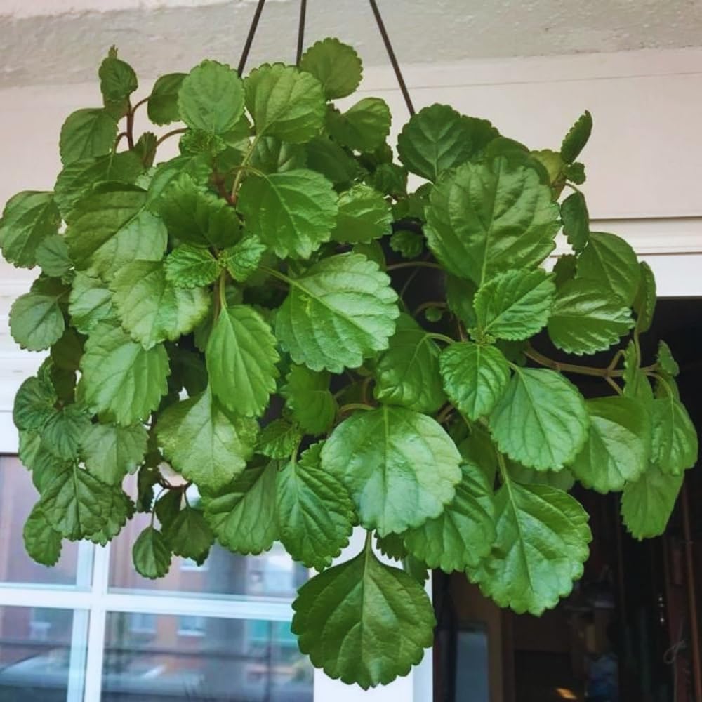 Pack 02 Green Plectranthus Swedish Ivy Plants Live, Live Swedish Ivy Plants, House Plant Live, 3 to 5 Inc Long, Swedish Ivy Live Plant for Garden