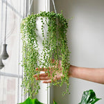 String of Pearls Live Plant, in Pot, Trailing Succulent Plant, Hanging Vine Live Indoor Houseplant