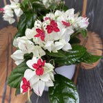 2 Clerodendrum Live Plants, Clerodendrum Thomsoniae White Blooms, 5-9 Inc Tall
