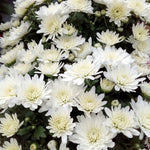 Pack 3 White Chrysanthemum Plants, Mums Plants Live, 3 to 6 Inch Tall Garden Mum Live Plant, Vibrant Fall Blooms, Hardy Chrysanthemum Flowers, No Pot