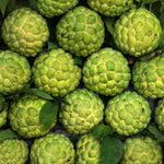 Annona Squamosa Sugar Apple Tree Live Plant, Starter Size 5”-10” Seedling in Pot, Custard Sugar-Apple Plant, Hardy, Tropical Flavor