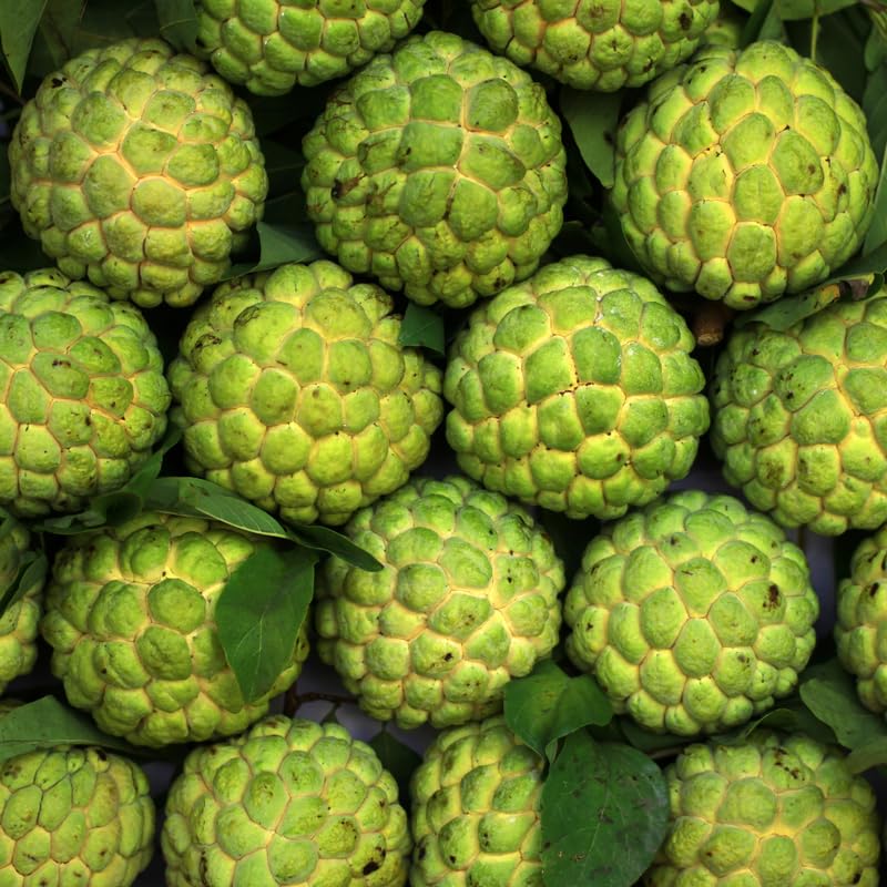 Annona Squamosa Sugar Apple Tree Live Plant, Starter Size 5”-10” Seedling in Pot, Custard Sugar-Apple Plant, Hardy, Tropical Flavor