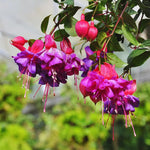 4 Live Fuchsia Plants, Purple Pink Fuchsia Plants Live Hanging Basket from 4 Inc Tall