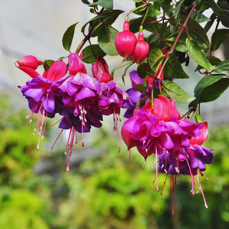 4 Live Fuchsia Plants, Purple Pink Fuchsia Plants Live Hanging Basket from 4 Inc Tall