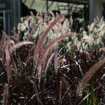 Fountain Grass Plant Live for Planting, 5-9 Inch Tall, Ornamental Grasses Live Plants Perennial (Red Purple Fountain Grass)