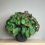 Begonia Live Plant, Begonias Live Plant, Rare Begonias Plants, 5-7 Inches in Height for Indoor Houseplant (Trailing Begonia)