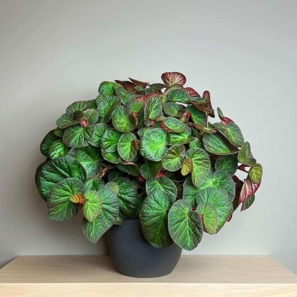 Begonia Live Plant, Begonias Live Plant, Rare Begonias Plants, 5-7 Inches in Height for Indoor Houseplant (Trailing Begonia)