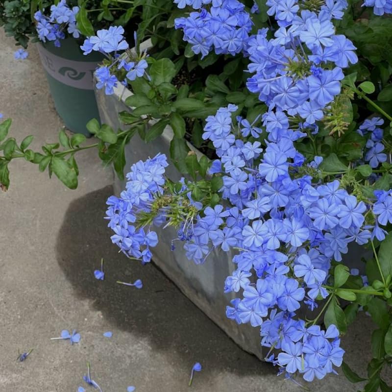 Plumbago Live Plant in 4 Inch Pot, 4-6" Tall Blue Flower Vine Bush, Perennial Hardy Blue Plumbago Live Plants