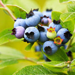 2 Blueberry Plants Live, Blueberry Trees Live Plant, Blueberry Bush Live Plant, 5-12" Tall, Blueberries Fruit Tree Ready to Grow (Misty Blueberry Plants)