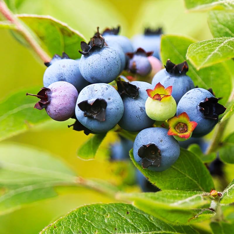 2 Blueberry Plants, Blueberry Tree Live Plant, Blueberry Shrub 1 Year Old, Sweet Blueberry Bush Live Plant, Blueberries Bareroots (Top Hat Blueberry)