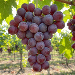 8 Red Grape Vine Cuttings, 8-12 Inches, Sweet Grape Fruits for Garden Planting, Outdoor Climbing Fruit Vine