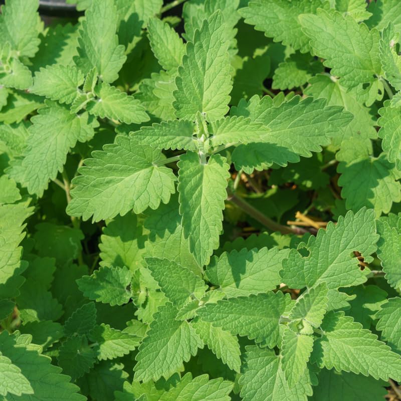 Pack 3 Catnip Plants, Perennial Catnip Plant, 3 to 6 Inch Tall, Herb Starter Plants for Outdoor Indoor Garden