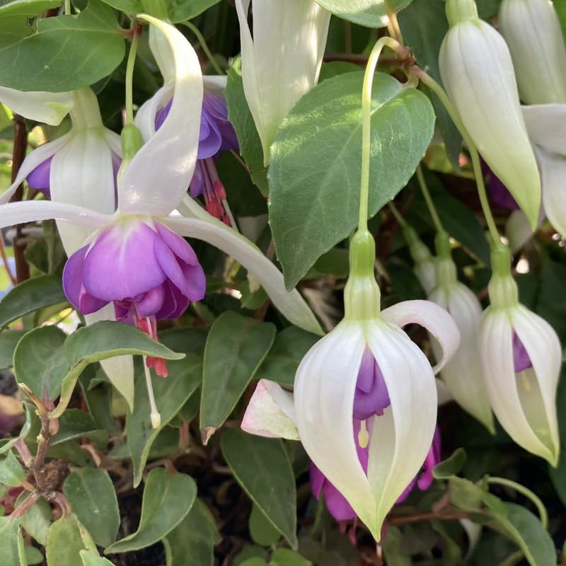 Vibrant Purple Fuchsia Plant Live 4'' Pot, Hardy Flowering Fuchsia Starter 3-6'' Tall, Hanging Basket or Patio Garden Plants, 2 Plants per Pot