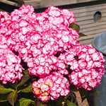 Hydrangea Plant Live, Reblooming Hydrangea Flowers Well-Rooted, Hardy Bush Shrub, 5-9" Tall, Vibrant Shades (Pink White)