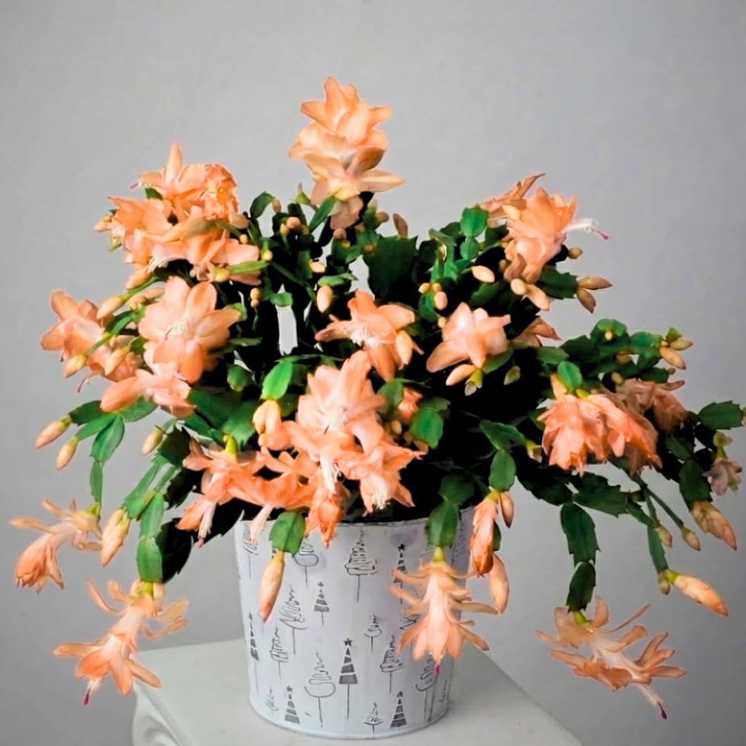 True Thanksgiving Cactus Plant Live in 4" Pot, Ready to Bloom, Holiday Christmas Cactus Plants Live, Vibrant Blooms (Peachy Yellow)