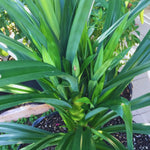Pandanus Amaryllifolius Plant Live, Pandan Live Plant from 4 Inc Tall, Succulent Plant Live Outdoor Indoor