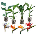 1 Assorted Bird of Paradise Live Plant, Vibrant Tropical Houseplant Flowers Strelitzia Reginae Size 5 to 9 Inc Tall, No Pot, Well-Rooted, Hardy