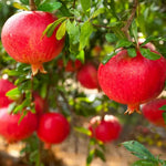 Wonderful Pomegranate Tree Live Plant, Hardy Pomegranate Fruit Tree for Outdoor Indoor Planting, Sweet Pomegranate Plant, Well-Rooted, 4 Inches Pot Plant, 7-10 Inches Tall