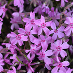 Set 2 Creeping Phlox Live Plants, Perennial Phlox Flower Ground Cover Plant, Hardy Creeping Phlox 5-8 Inches (Light Pink)
