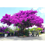 Sets 3 Climbing Bougainvillea Plants Live for Full Sun Trellis Tree, Shrub or Vine Bougainvillea Vibrant Bloom, Very Hardy, 5-9" Tall, Bright Purple